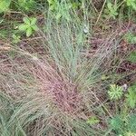 Festuca filiformis ഇല