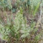 Trisetaria panicea Blad