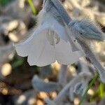 Convolvulus oxyphyllus Kwiat