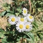 Erigeron annuusFlor