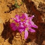 Colchicum filifolium Çiçek