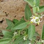Solanum chenopodioides Kwiat