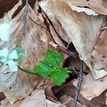 Cardamine trifolia Blad