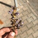 Orobanche ramosa Flor