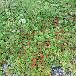 Gunnera magellanica Habit