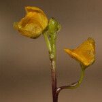 Utricularia foliosa 花
