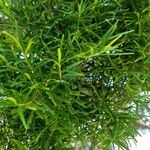 Podocarpus macrophyllus 葉