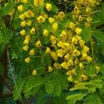 Caesalpinia decapetala Flor