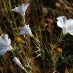 Linanthus dichotomus Habit