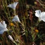 Linanthus dichotomus Habitatea