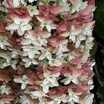 Hydrangea quercifolia Floare