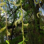 Salix alba Kukka