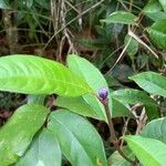 Psychotria urbaniana Õis