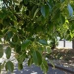 Cinnamomum camphora Lapas