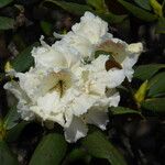 Rhododendron taliense Flower