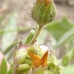 Calendula tripterocarpa 花