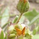 Calendula tripterocarpa Цвят