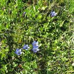 Gentiana calycosa Habit