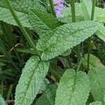 Betonica officinalis Leaf