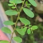 Phyllanthus caroliniensis Feuille