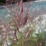 Calamagrostis pseudophragmites Λουλούδι