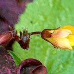 Oxalis corniculata Flors