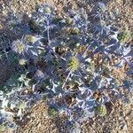 Eryngium maritimum Хабит