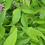 Wisteria frutescens Fulla