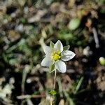 Spergula morisonii Квітка