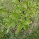 Cornus masFeuille