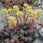 Sedum oregonense Pokrój