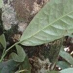 Rinorea oblongifolia