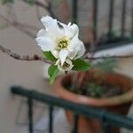 Exochorda racemosaFlower