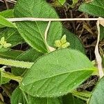 Psilotrichum elliotii Leaf