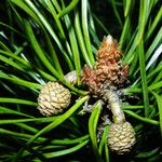 Pinus contorta ফল