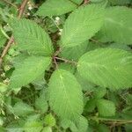 Rubus geniculatus Folha