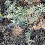 Lupinus hillii Leaf