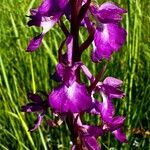 Anacamptis palustris Flor