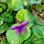 Viola odorata Flower