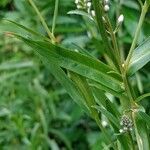 Lysimachia ephemerum Deilen