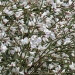 Retama raetam Fleur