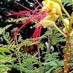 Erythrostemon gilliesii फूल