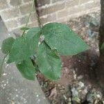 Aegle marmelos Hoja