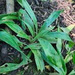 Carex plantaginea Leaf