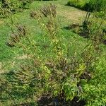 Verbena hastata Hábito