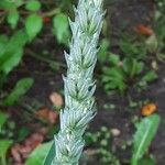 Triticum aestivum Flower