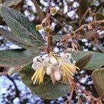 Styrax ferrugineus 花