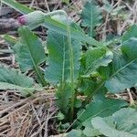 Chaptalia nutans Yaprak