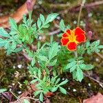 Tagetes tenuifolia Blatt