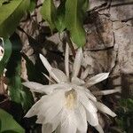 Epiphyllum oxypetalum Flor